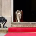 Kembali ke Downing Street, Presiden Prabowo "Disambut" Larry the Cat