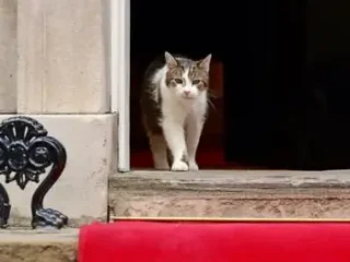Kembali ke Downing Street, Presiden Prabowo "Disambut" Larry the Cat