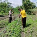Polsek Sentani Timur Tanam Jagung Manis, Dukung Ketahanan Pangan Nasional