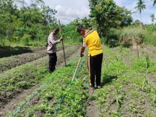 Polsek Sentani Timur Tanam Jagung Manis, Dukung Ketahanan Pangan Nasional