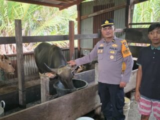 Cegah PMK, Bhabin Kelurahan Mararena Sambangi Peternak Sapi 