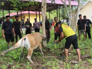 Momentum Idul Adha, Polres Sarmi Berbagi Kebahagiaan Melalui Pemotongan Hewan Kurban